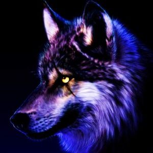 Meet your Posher, Noah